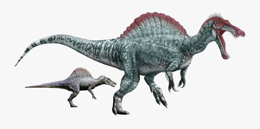 Transparent Spinosaurus Clipart - Dinosaurs With Long Snouts, Transparent Clipart