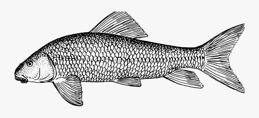 Line Art,wildlife,carp - Sucker Fish Coloring Pages, Transparent Clipart