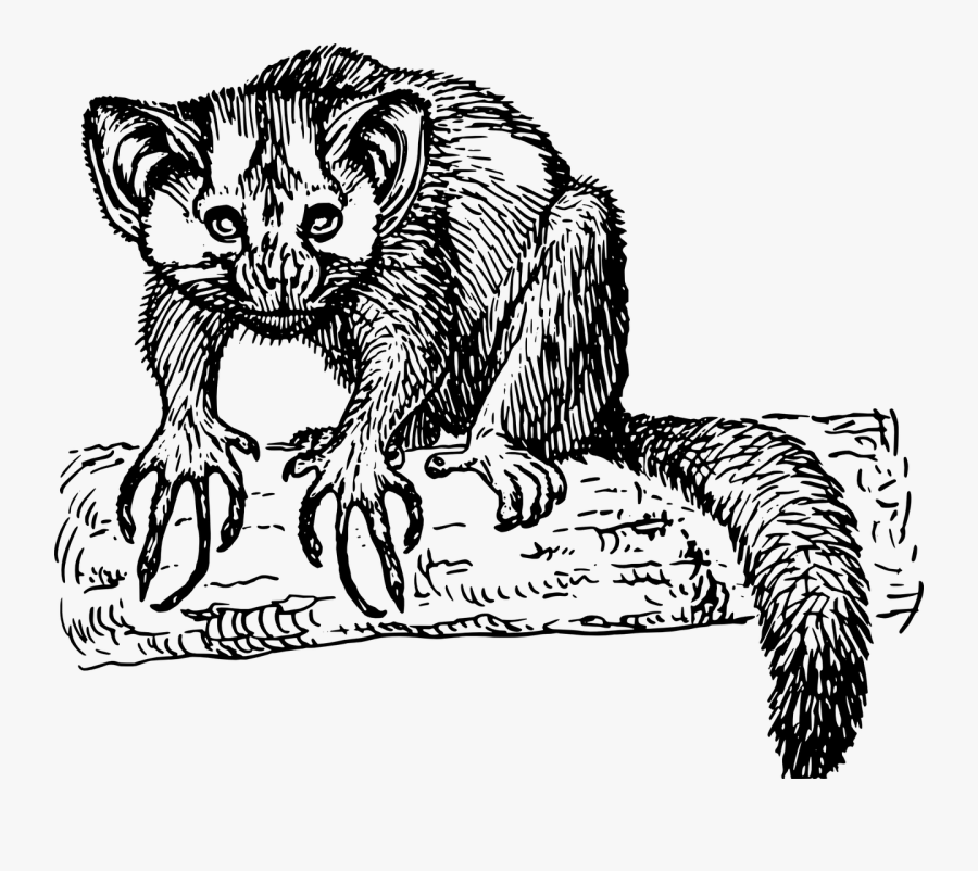 Aye Aye Clip Art, Transparent Clipart
