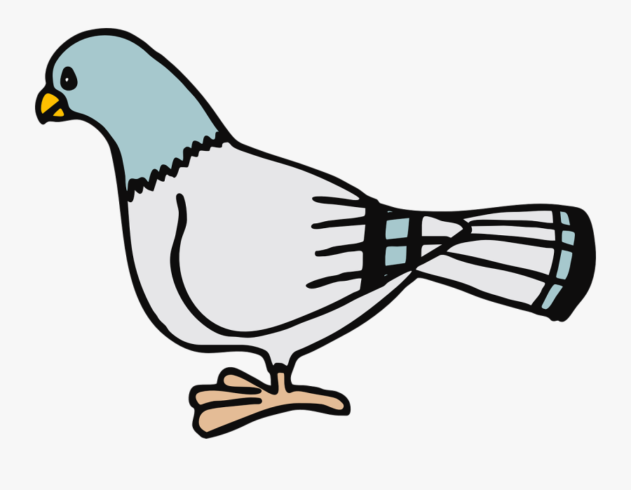 Drive Clipart Pigeon - Pigeon Clip Art, Transparent Clipart