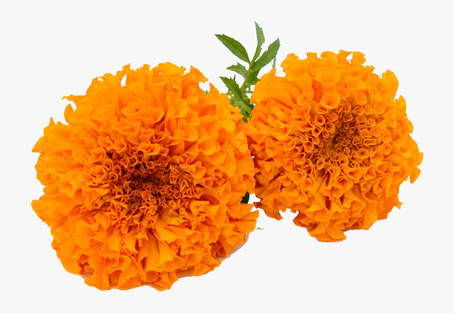 Marigold Png Hd - Marigold Png, Transparent Clipart
