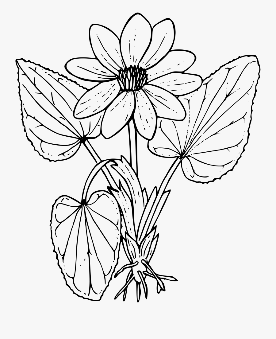 Thumb Image - Wild Flowers Colouring Sheets, Transparent Clipart