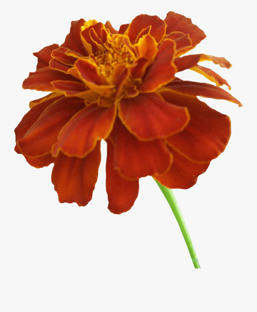 Marigold Clipart - Marigold Flower Clipart Transparent Background, Transparent Clipart
