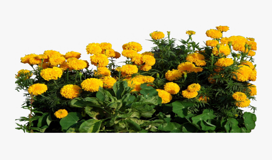 Marigold Clipart Transparent - Marigolds With Transparent Background, Transparent Clipart