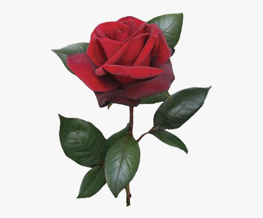 Clip Art On A Stem Png - Single Red Rose Bud, Transparent Clipart