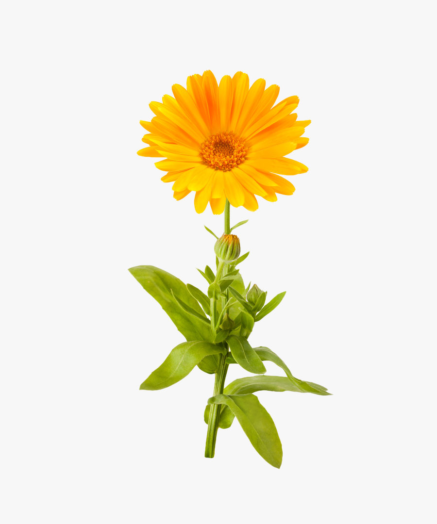 Marigold Png Picture - Transparent Background Marigold Png, Transparent Clipart