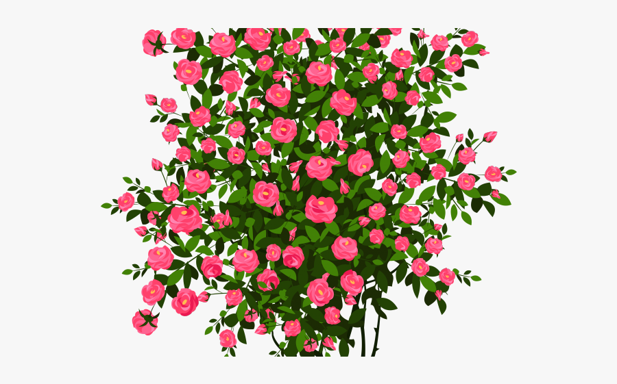 Rose Bush Png, Transparent Clipart