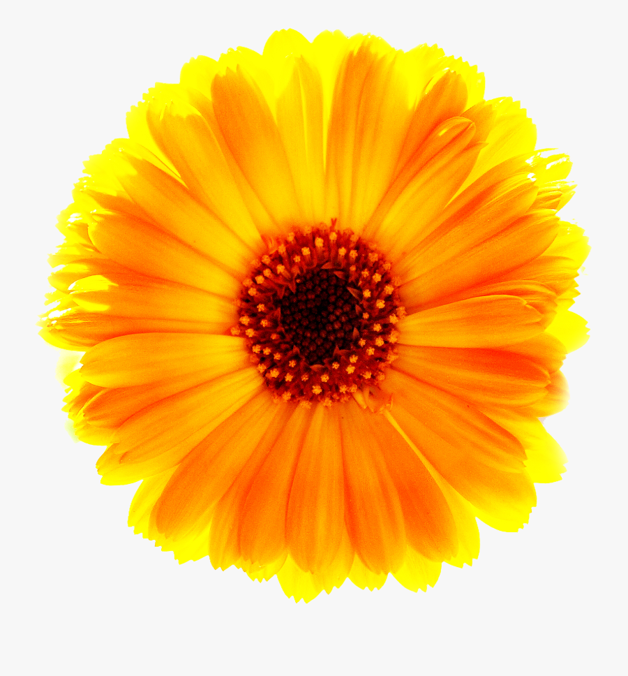 Marigold Png Free Download Calendula Png Transparent Free Transparent Clipart Clipartkey