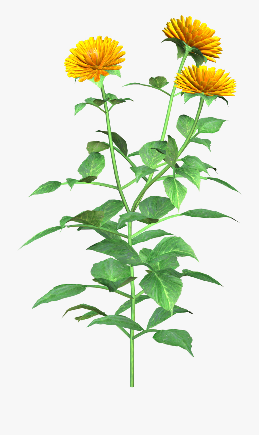 Dahlia - Clipart - English Marigold, Transparent Clipart