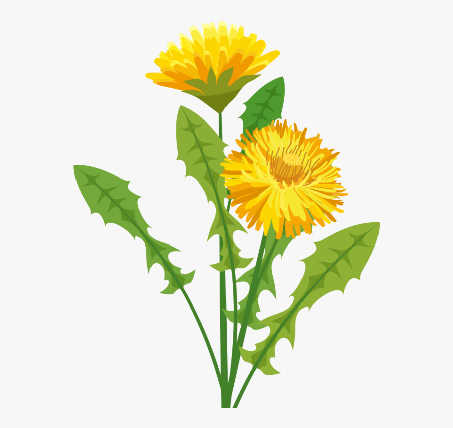Dandelion Herbalist Svg Royalty Free Stock - Pissenlit Png, Transparent Clipart