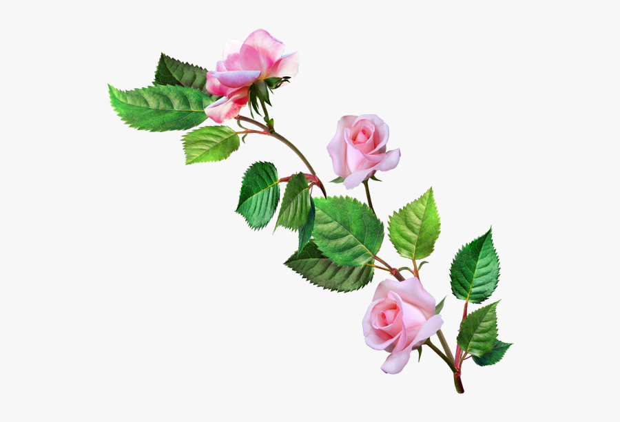 Изображение Для Плейкаста - Z Love S Status, Transparent Clipart