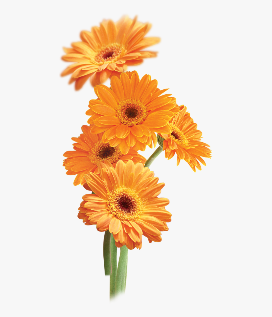 Flower Orange Transparency And Translucency Clip Art - Calendula Flowers Png, Transparent Clipart