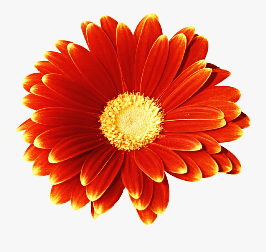 Gerbera Daisy Clipart - Red Flower Png Gif, Transparent Clipart