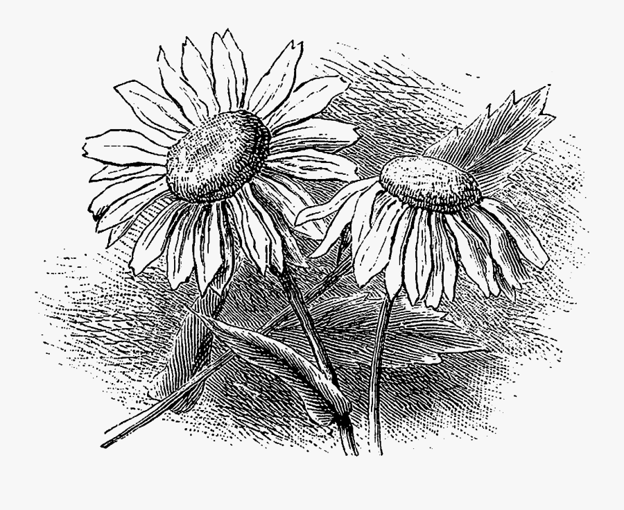 Daisy, Transparent Clipart