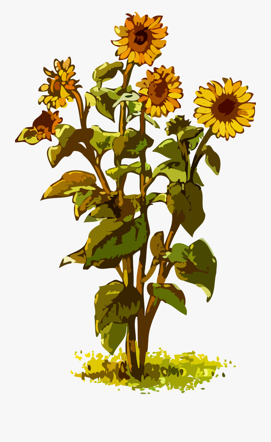 Sunflowers Clipart Marigold - Drawing Sunflowers, Transparent Clipart
