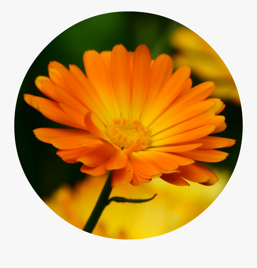 Clip Art Essential Oil - Calendula Officinalis L Png, Transparent Clipart
