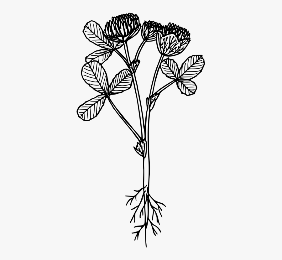 Symmetry,monochrome Photography,petal, Transparent Clipart