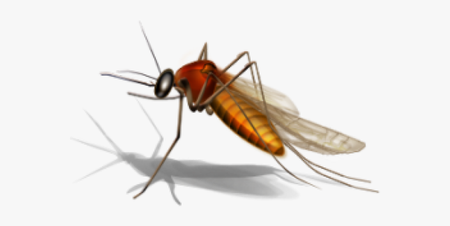 West Nile Virus Wnv, Transparent Clipart