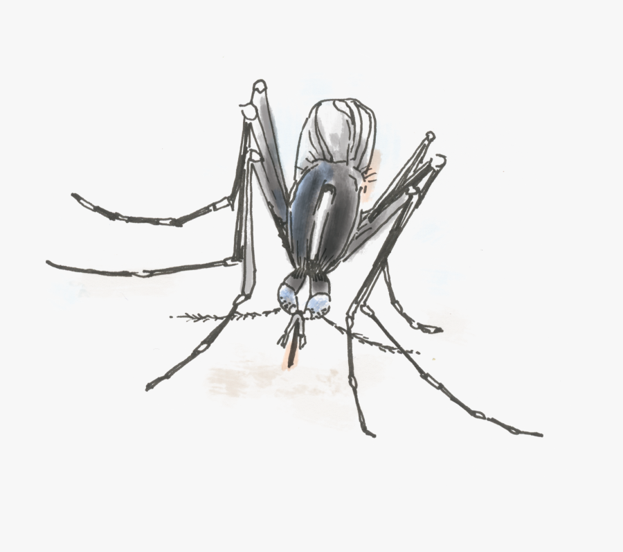 Mosquito Clipart Dengue Mosquito - Aedes Albopictus Png, Transparent Clipart