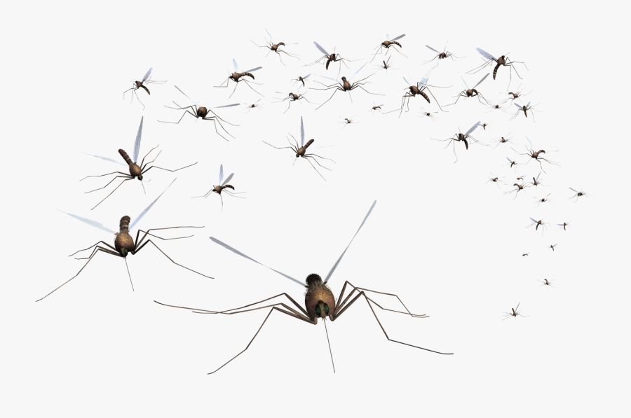 Mosquito Control, Transparent Clipart