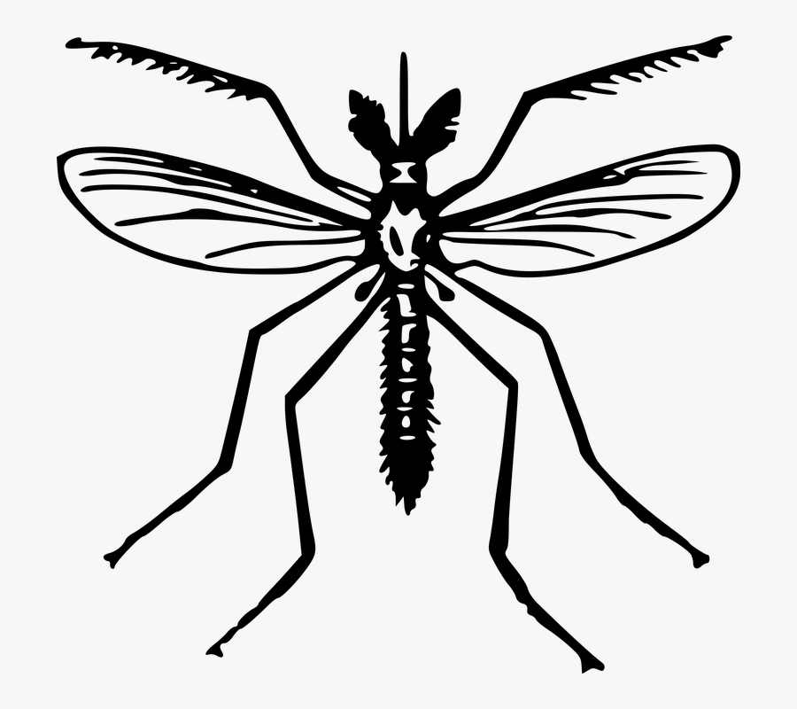 Animal, Fly, Insect, Mosquito - Clip Art Of Mosquito, Transparent Clipart