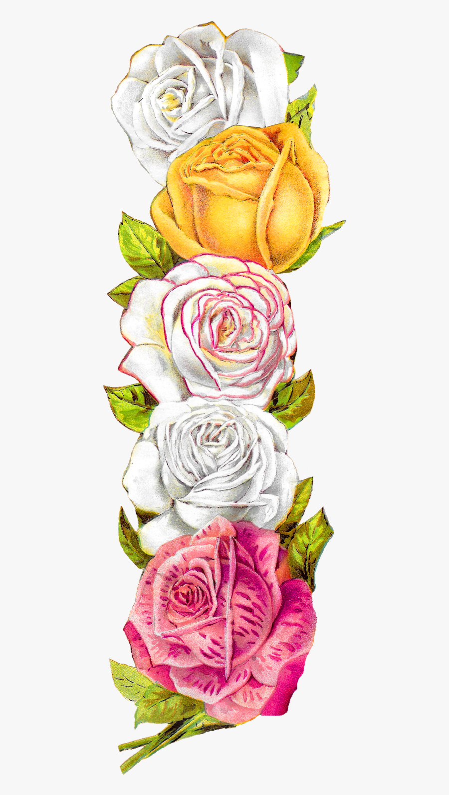 Vintage Rose Border, Transparent Clipart