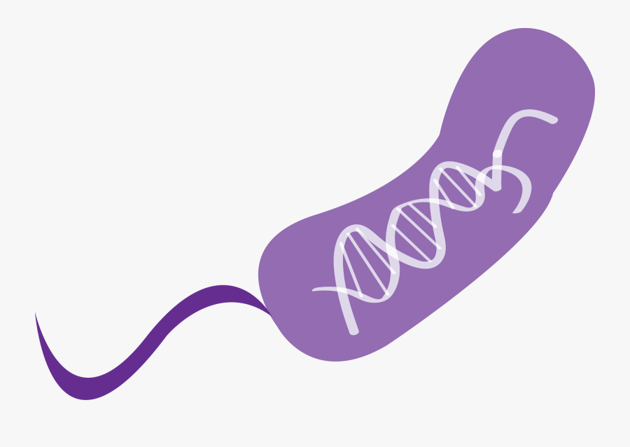Scientists Discovered Crispr By Analyzing The Immune, Transparent Clipart