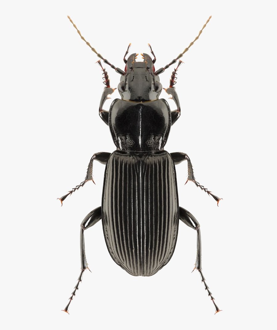 Black Beetle Png Clipart - Black Beetle Bug, Transparent Clipart