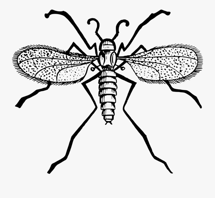 Fly,line Art,leaf - Gnat Clipart Black And White, Transparent Clipart