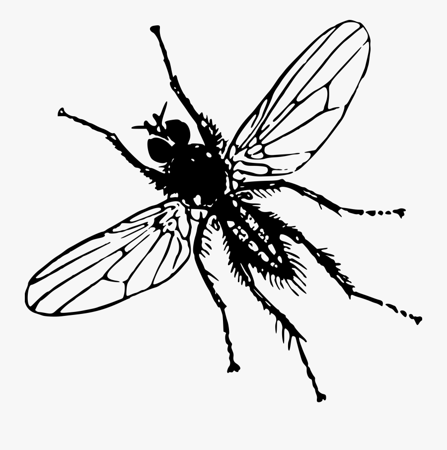 Transparent Insects Cliparts - Clip Art Image Of Insect, Transparent Clipart