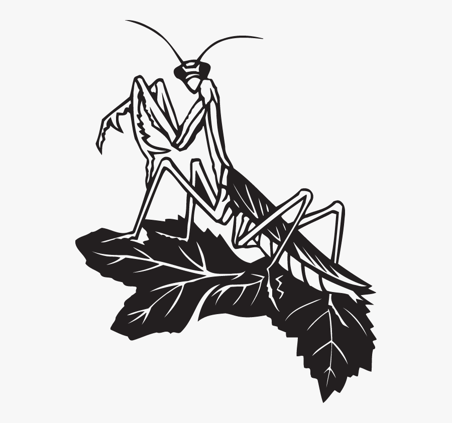 Praying Mantis Stencil , Free Transparent Clipart - ClipartKey