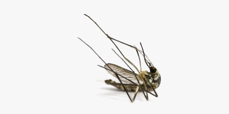 Mosquito Png Image - Dead Mosquito, Transparent Clipart