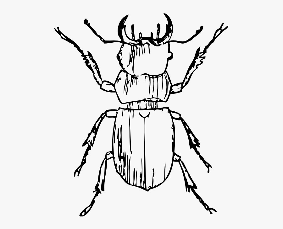 Black Beetle Clipart - Beetle Clipart Black And White, Transparent Clipart