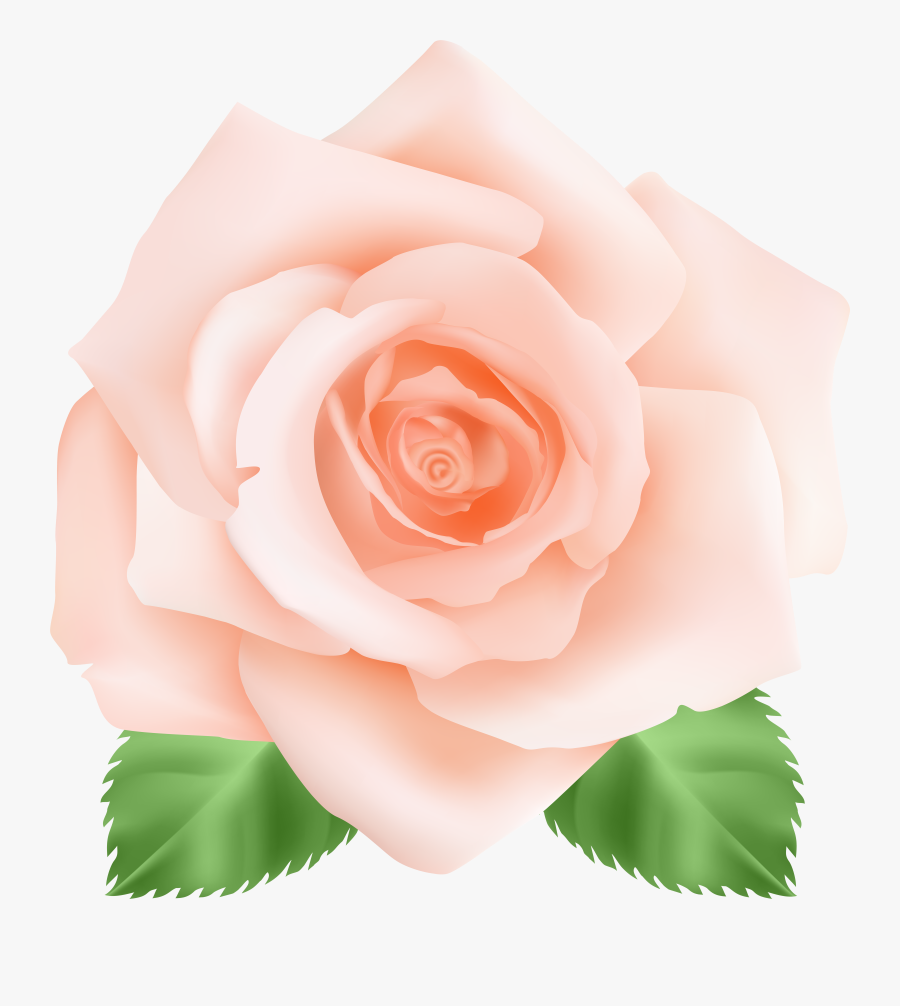 Rose Clipart Color Roses, Transparent Clipart