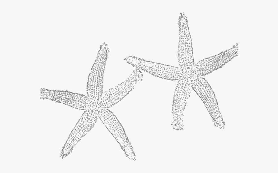 Turquoise Starfish Clipart, Transparent Clipart