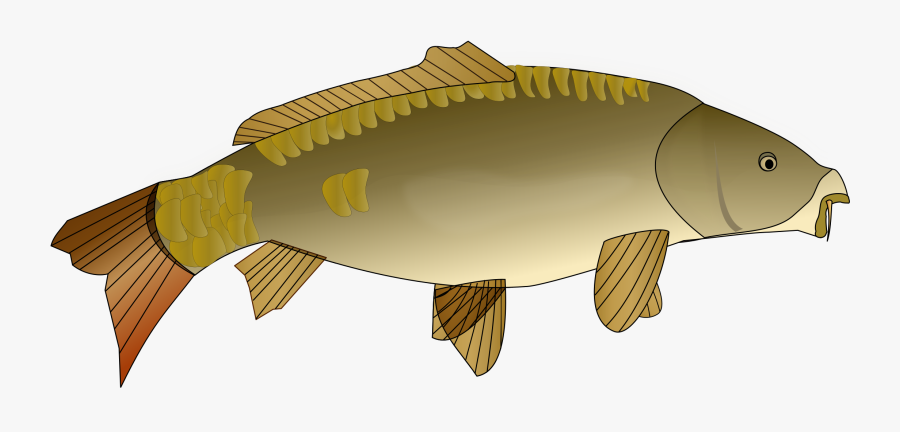 Perch,bony Fish,carp - Carp Clipart Png, Transparent Clipart