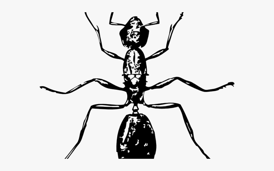 Insects Vector Black And White, Transparent Clipart