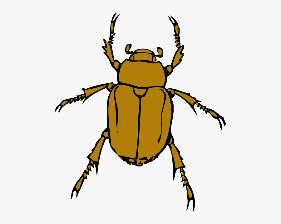 Transparent Lightning Bugs Clipart - Beetle Clip Art, Transparent Clipart