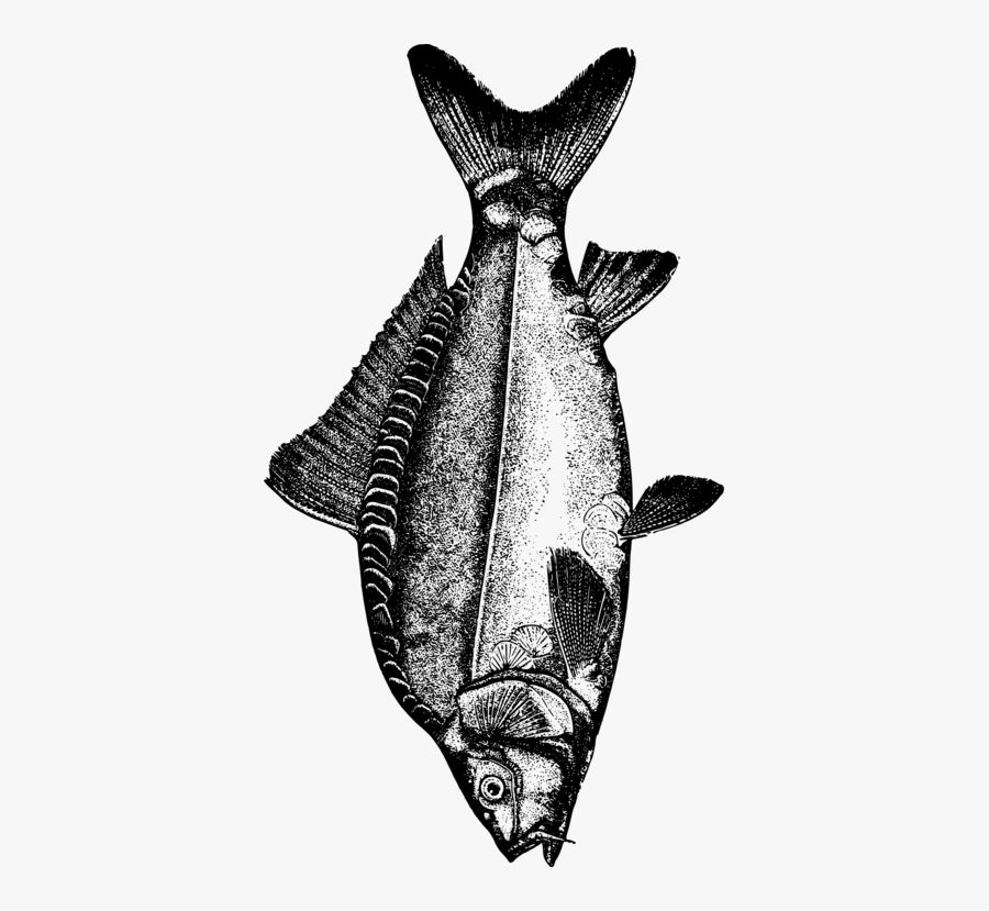 Bat,monochrome Photography,seafood - Common Carp Fish Black And White, Transparent Clipart