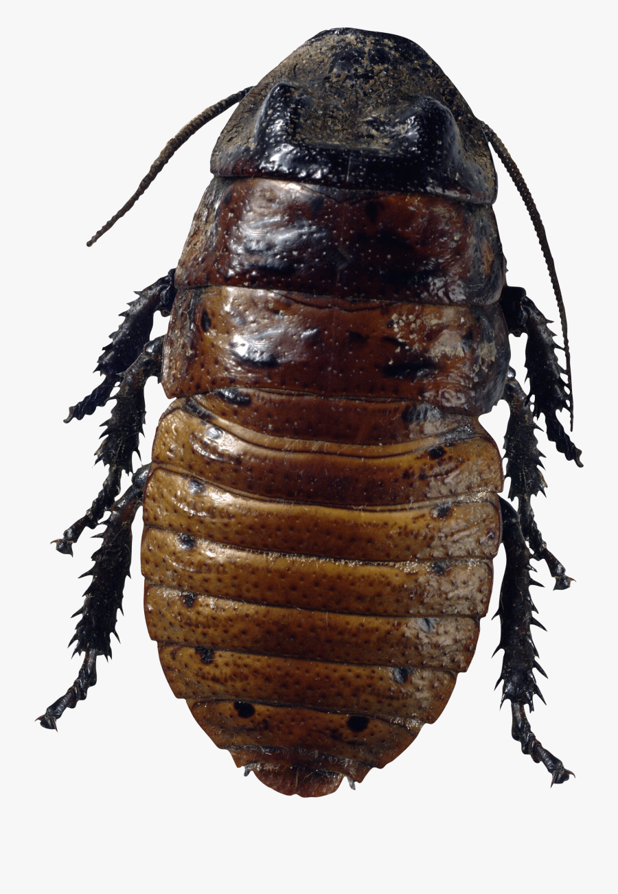 Bug Brown Transparent Png - Png Bug, Transparent Clipart