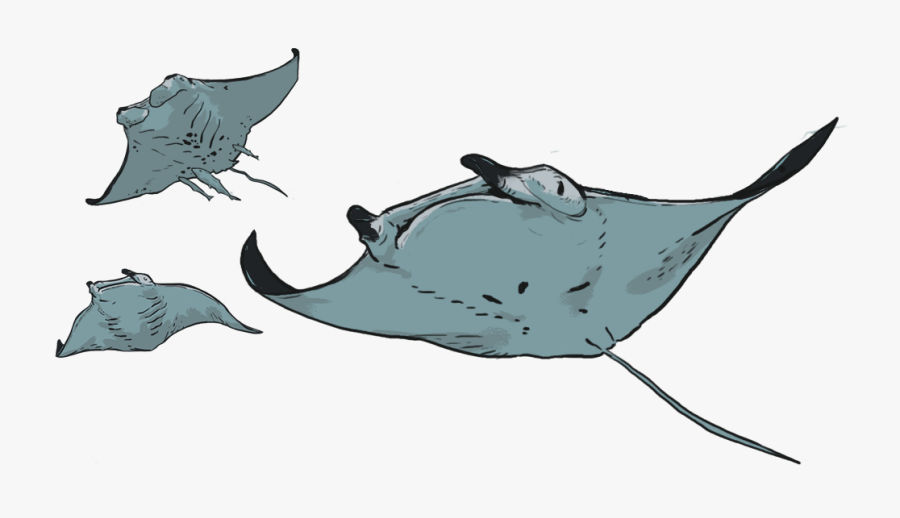 Marine Life Drawing - Manta Ray, Transparent Clipart