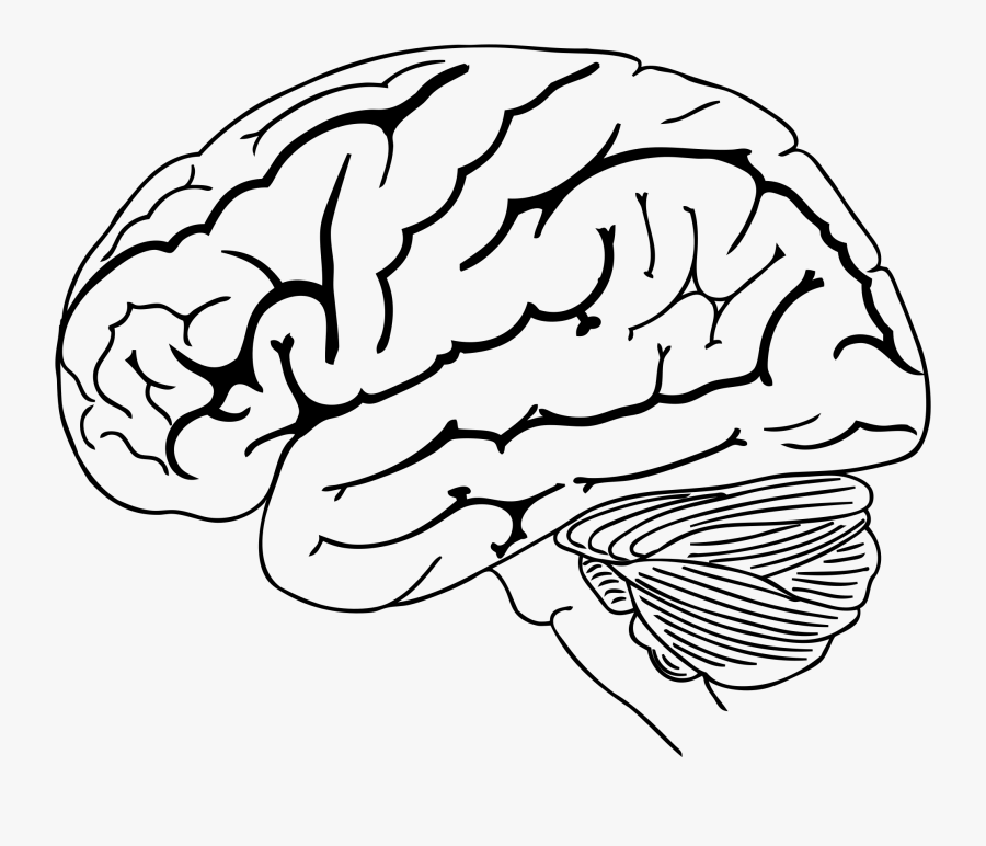 Brain Png Drawing - Png Brain Drawing Transparent, Transparent Clipart