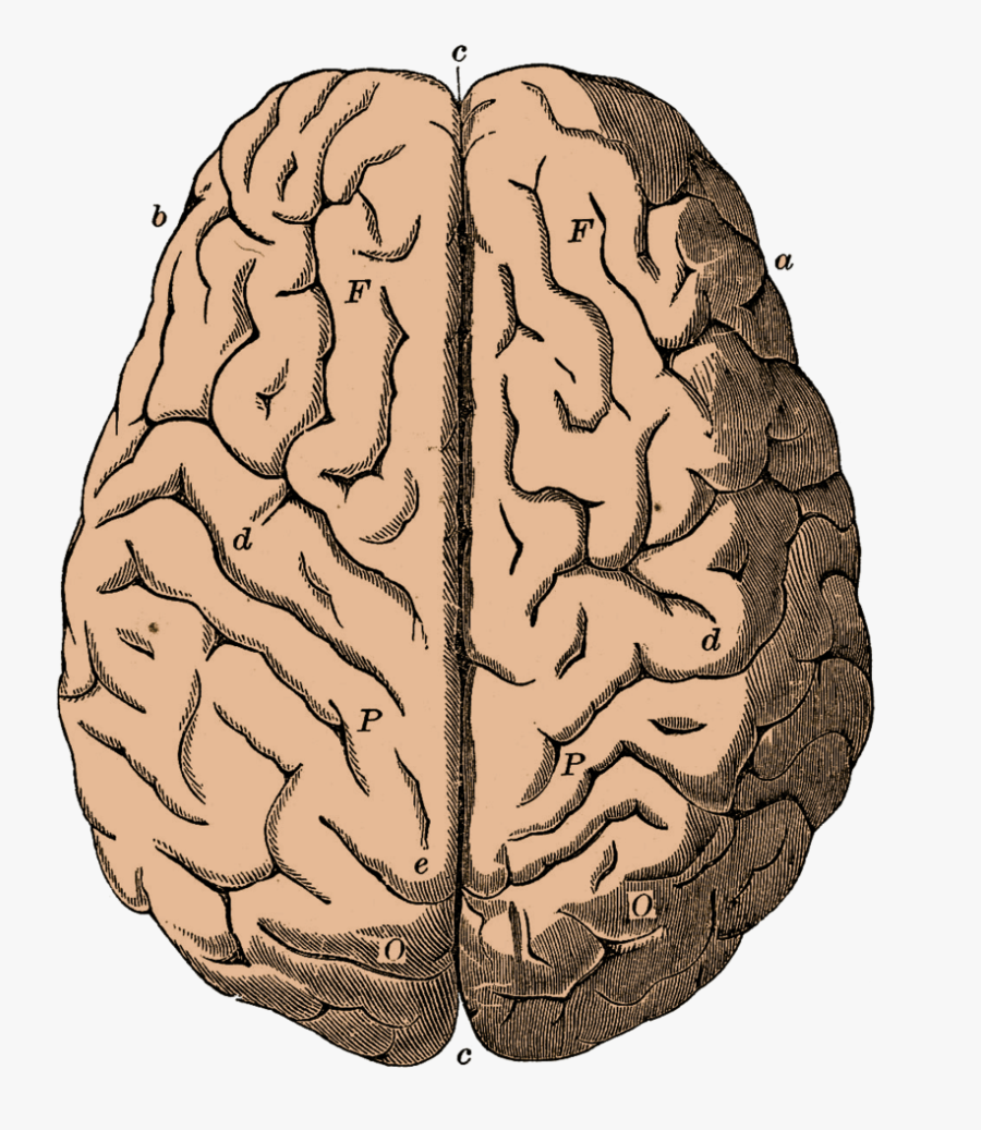 Vintage Brain Anatomy Poster, Transparent Clipart