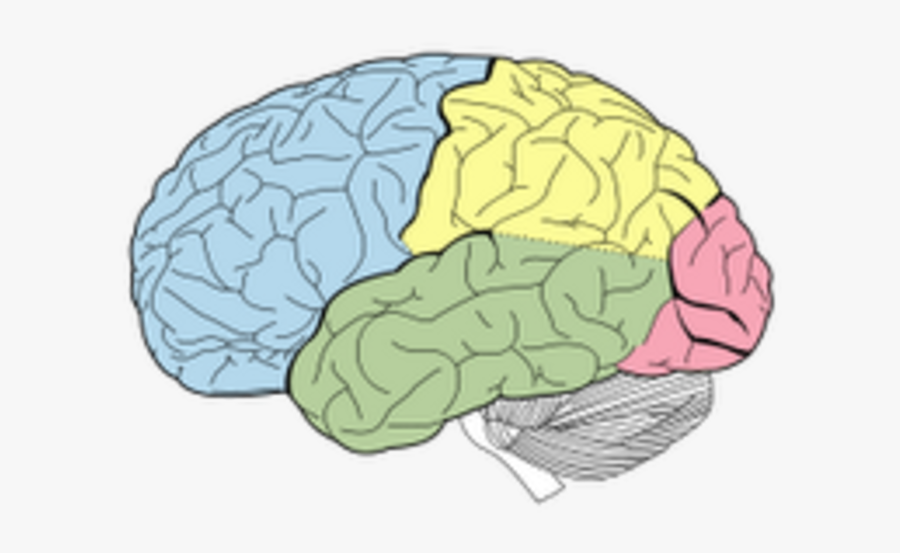 Lobes Of The Brain Without Labels Clipart , Png Download - Lobes Of The Brain Without Labels, Transparent Clipart