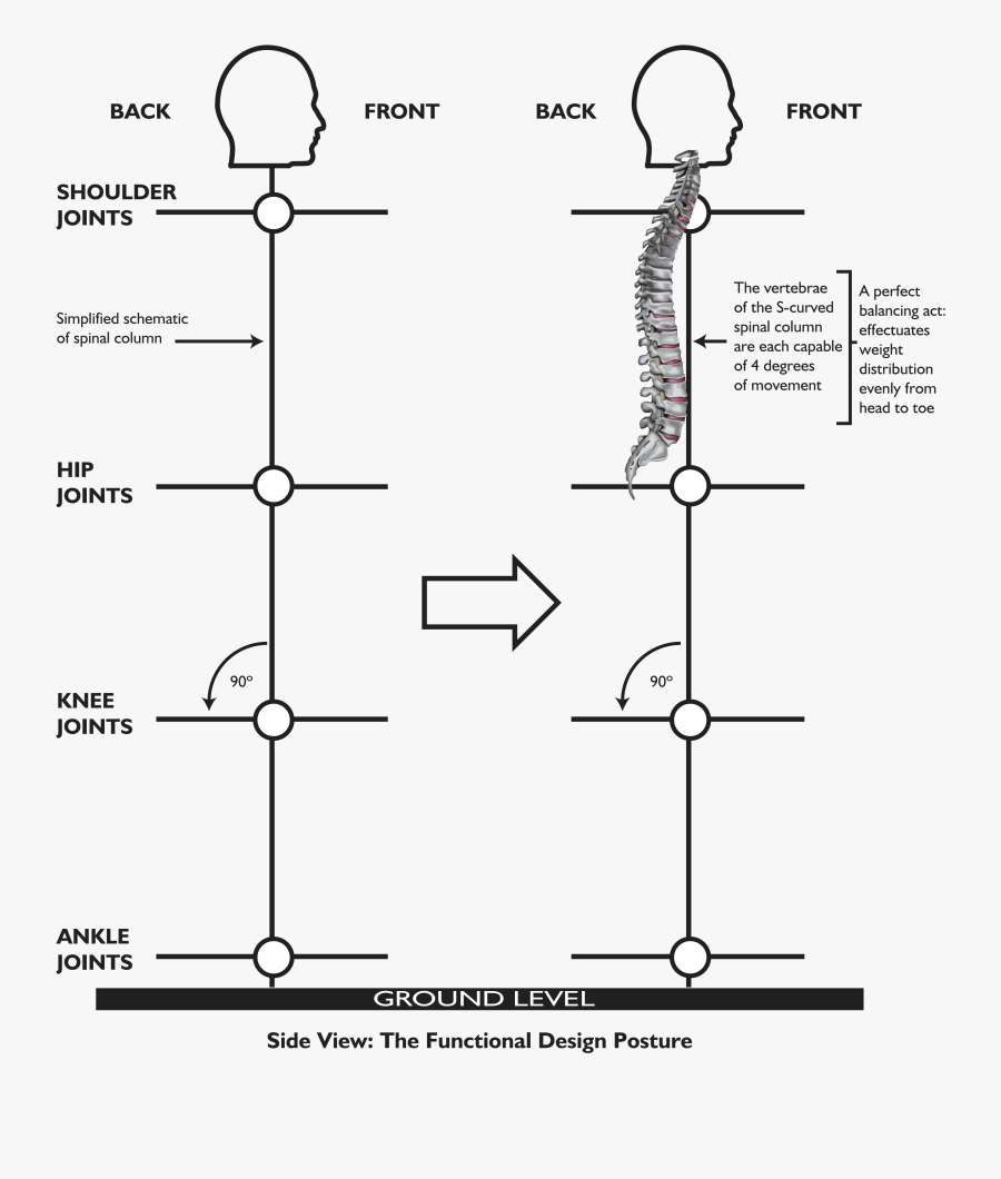Diagram, Transparent Clipart