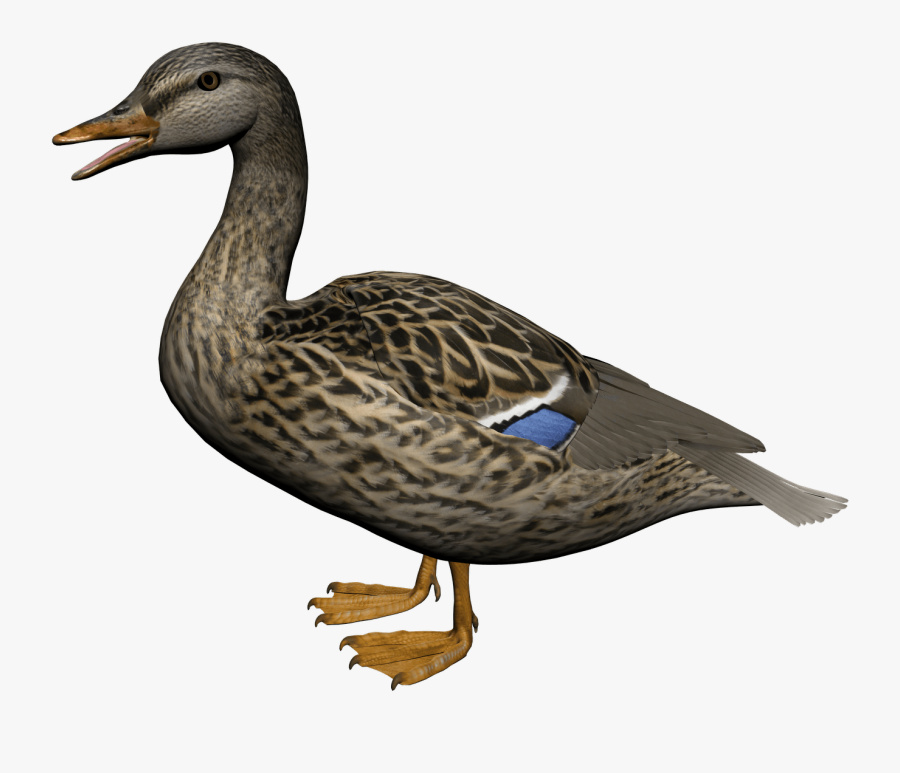 Transparent Mallard Png - Duck Png, Transparent Clipart