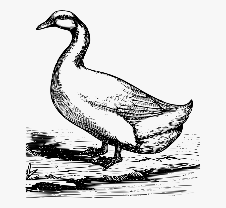 Art,livestock,fowl - Lapiz Dibujo De Gansos, Transparent Clipart