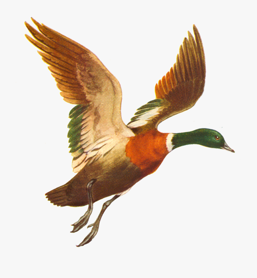 Clip Art Duck Bird Flight Hand - Flying Duck Png, Transparent Clipart