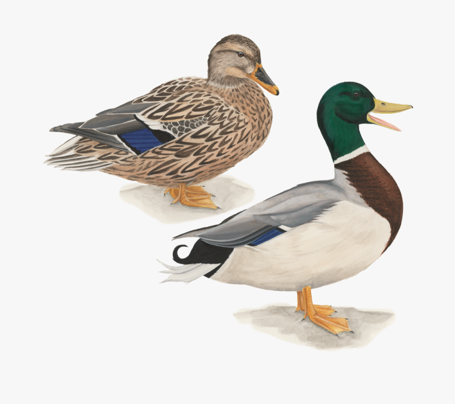 Mallard Duck Flying Drawing Download - Pato Cabeza Verde, Transparent Clipart