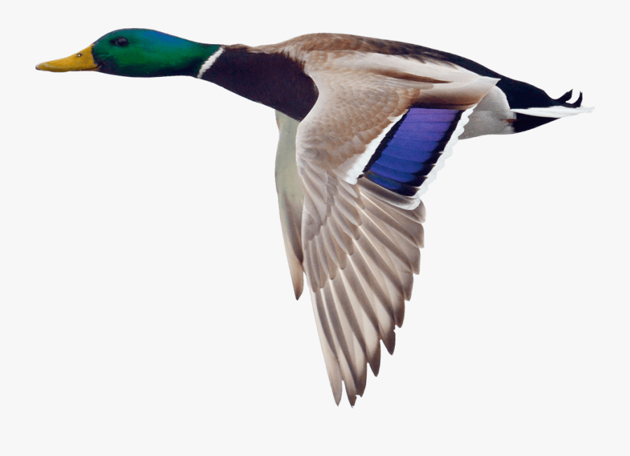 Clip Art Collection Of Free Transparent - Mallard Duck Flying Png, Transparent Clipart